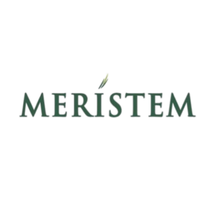 Meristem